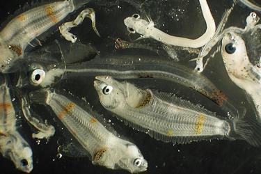 Close up view of larva