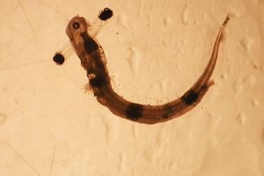 A close up view of a larvae fish 