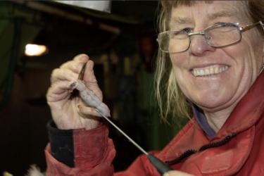 Laurie Weitkamp examining stomach contents from chum salmon