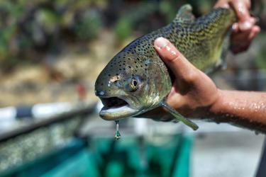 livingston stone hatchery USFWS win run chinook 2.jpg