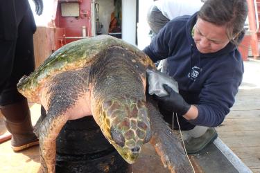 Amy Carlson scanning for a pit tag of loggerhead turtle that is resting on tires. 