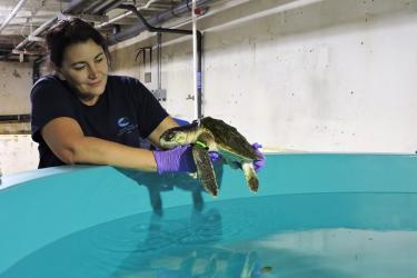 Michele holding sea turtle above holding tank.