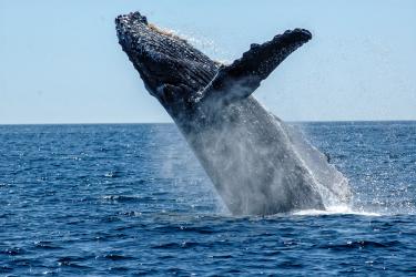 Breaching whale