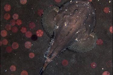 Monkfish and sand dollars on the ocean floor as captured by the HabCam.