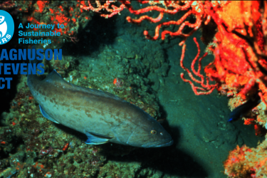 msa40-fishnews-banner-OLE.png