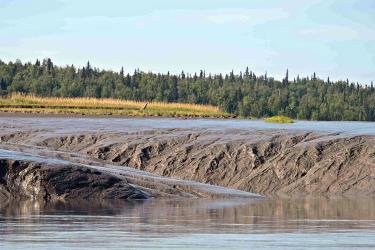 Mud banks with forest in background. 