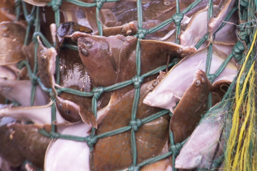 NE_Flounder Catch 01.png