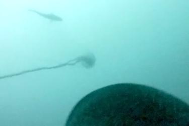 Point of view of a seal with a tracker swimming in open water. 