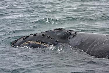 NP right whale thumb.jpg