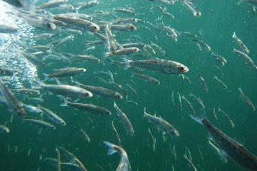 Young sockeye smolts in the Snake River. Photo: Mike Peterson/Idaho Department of Fish and Game