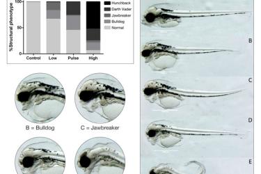 Exposure of Atlantic haddock embryos to crude oil caused four distinct deformities of the skull and face. Photo: NOAA Fisheries