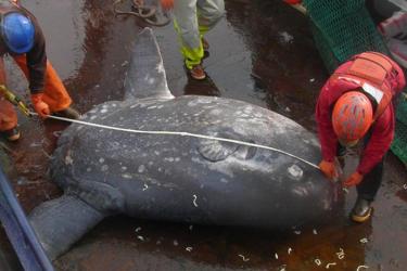 Crews from the Alaska Fisheries Science Center caught two large ocean sunfish far to the north of where the species usually occurs. Photo credit: NOAA Fisheries