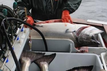 A Washington Trollers Association member prepares to ice down Chinook salmon. Credit: WTA/Kim Reisbick, FV High Hope