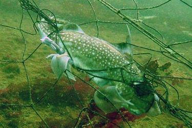 Although optimized for specific species, they can target marine animals indiscriminately. Photo: NOAA Fisheries
