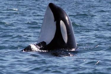 Killer whale spyhopping.