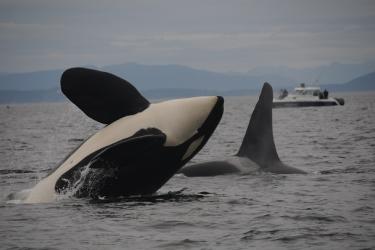2 Killer whales, one breaching