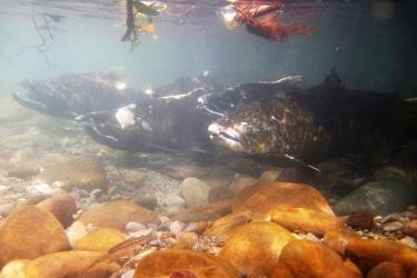 Juvenile coho salmon taking advantage of the cover offered by a log. This habitat provides them with food, resting areas, and protection from predators, helping them on their downstream migration to Puget Sound.