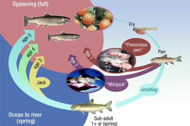Diagram showing the life cycle of Spring Chinook salmon.  From fry, to parr, smoting, sub-adult, to jack, spawning.  Credit: NOAA Fisheries