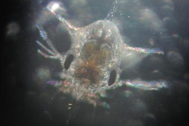 Dungeness crab larvae