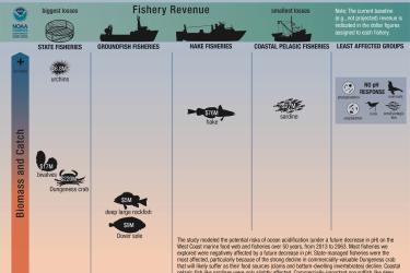 The study modeled the potential risks of ocean acidification (under a future decrease in pH) on the West Coast marine food web and fisheries over 50 years, from 2013 to 2063.  Most fisheries we explored were negatively affected by a future decrease in pH. State-managed fisheries were the most affected, particularly because of the strong decline in valuable Dungeness crab. Coastal pelagic fish like sardines were only slightly affected. Credit: NOAA Fisheries