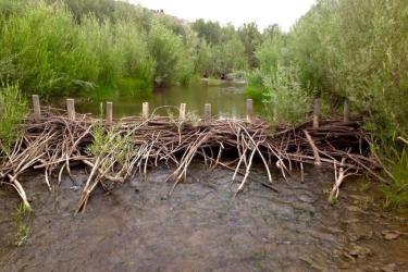 Riparian vegetation flourishes along Bridge Creek after increased numbers of beaver dams slowed the creek down and allowed vegetation to reestablish itself. (Photo credit: Nick Bouwes)