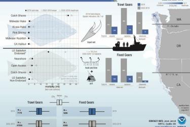 Diagram showing Pacific Halibut Bycatch in U.S. West Coast Fisheries (2002-2016).  Credit:  NOAA Fisheries