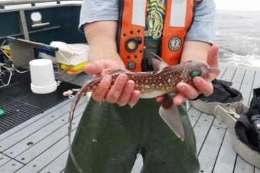 A spotted ratfish collected in the research nets during an offshore survey by the Timmy Boy. Photo:Jennifer Fisher/OSU/NWFSC