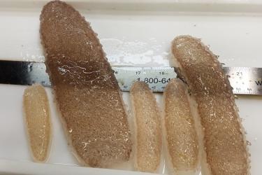Pyrosomes range in size from a few inches to >2 feet long. Credit: Hilarie Sorensen/University of Oregon