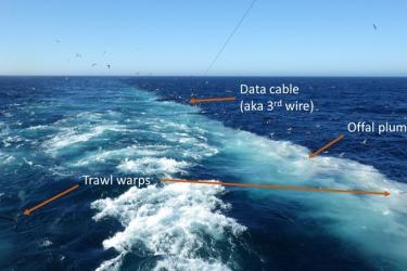 Looking aft of a vessel at sea in the west coast hake fishery, a plume of offal attracts hungry seabirds. Trawl warps (left and right) hold the net open, while the data cable (or “third wire”) relays information from an underwater unit on the net to the wheelhouse.