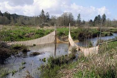 Using trap nets, scientists can sample habitat use by juvenile salmonids.  Credit: NOAA Fisheries