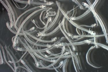 Scientists collected anchovy and sardine larvae off the Pacific Northwest.  Photo: Toby Auth/PSMFC