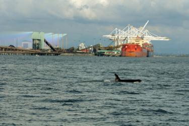 killer whale in the waters and large ship docked in the background