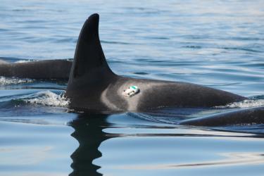 Digital acoustic recording tags temporarily attached to killer whales measured vessel noise reaching the whales. Photos taken under NOAA Fisheries and Department of Fisheries and Oceans research permit (No.781-1824 and 16163).