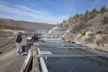 Dropping a cast net to collect juvenile Deschutes River spring Chinook salmon at Pelton Ladder. Photo: NOAA Fisheries