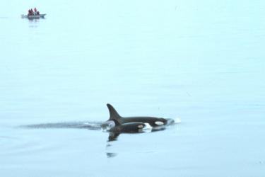 Southern Resident killer whale and calf observed by research vessel in the background