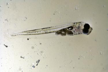 OceanAcidification-Pcod_larvae_20_dph.jpg