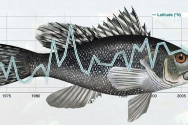 oceanadapt_trackingfish_b.jpg