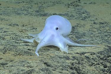 octopod_qa.jpg