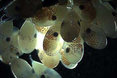 Group of baby octopuses