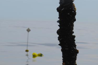 String of mussels being pulled from the water
