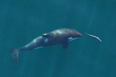 Killer whale chasing a Chinook salmon under water