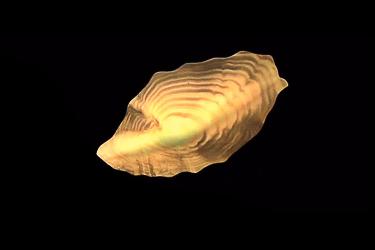 Ear stone of a fish