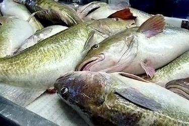 Pile of caught fish 