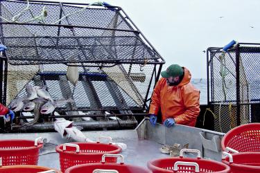 Man in orange suit on boat emptying a cage of fish into bins