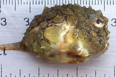 Round spiky green fish laying on ruler