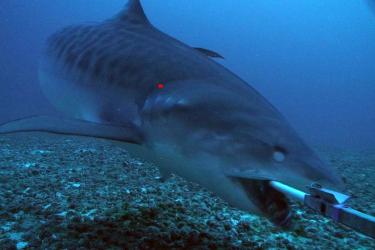 Pearl and Hermes_Tiger Shark.jpg