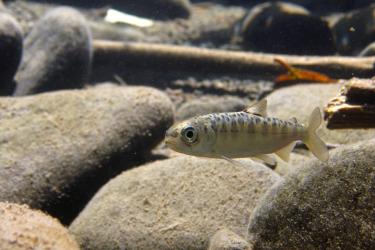 Photo 7. juvenile chinook salmon.JPG