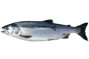 Adult fish with a juvenile fish on top of it 