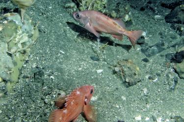 Two rockfish at the bottom of the seafloor with coral