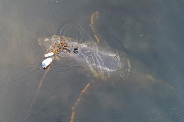 POW_humpback web.jpg